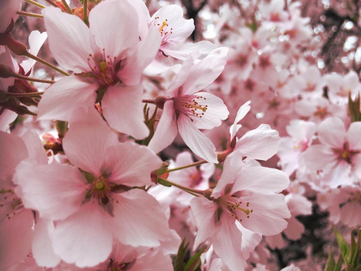 Pension Wildflowers Tateshina  Bagian luar foto