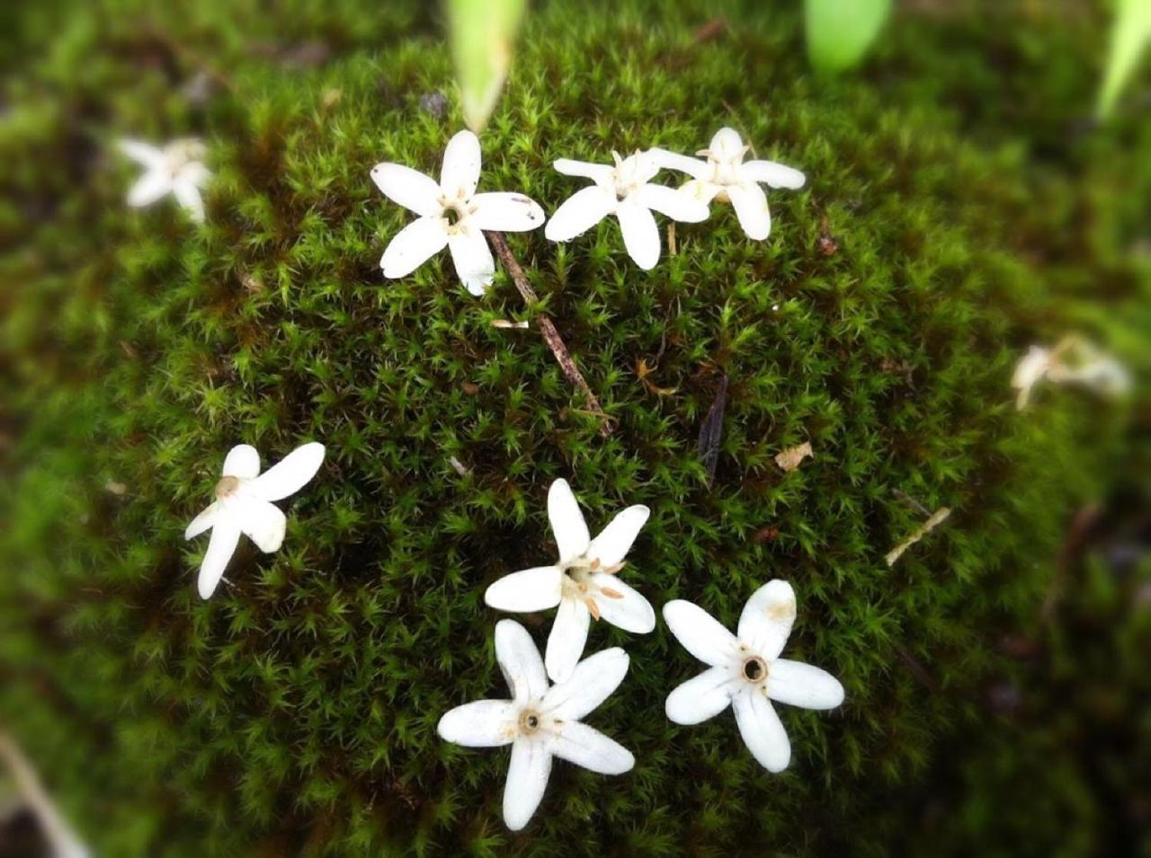Pension Wildflowers Tateshina  Bagian luar foto